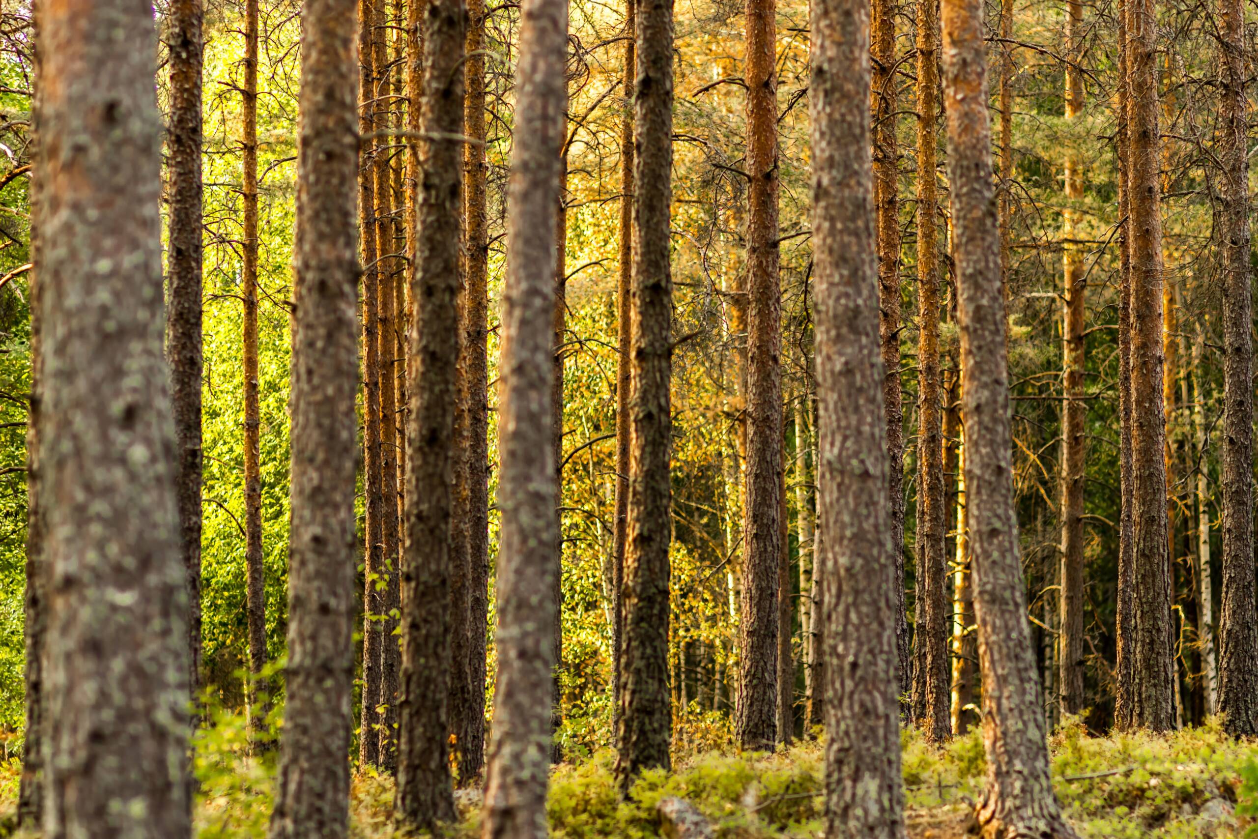 Sustainable Values